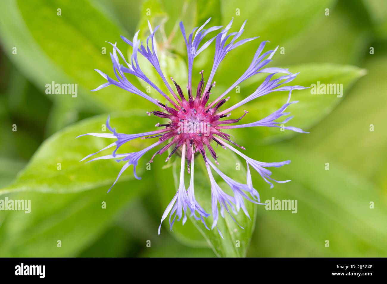 Centaurea montana (Cyanus Montanus L. Hill, commonly known as the perennial cornflower, (also mountain bluet / great blue bottle) in July, England Stock Photo