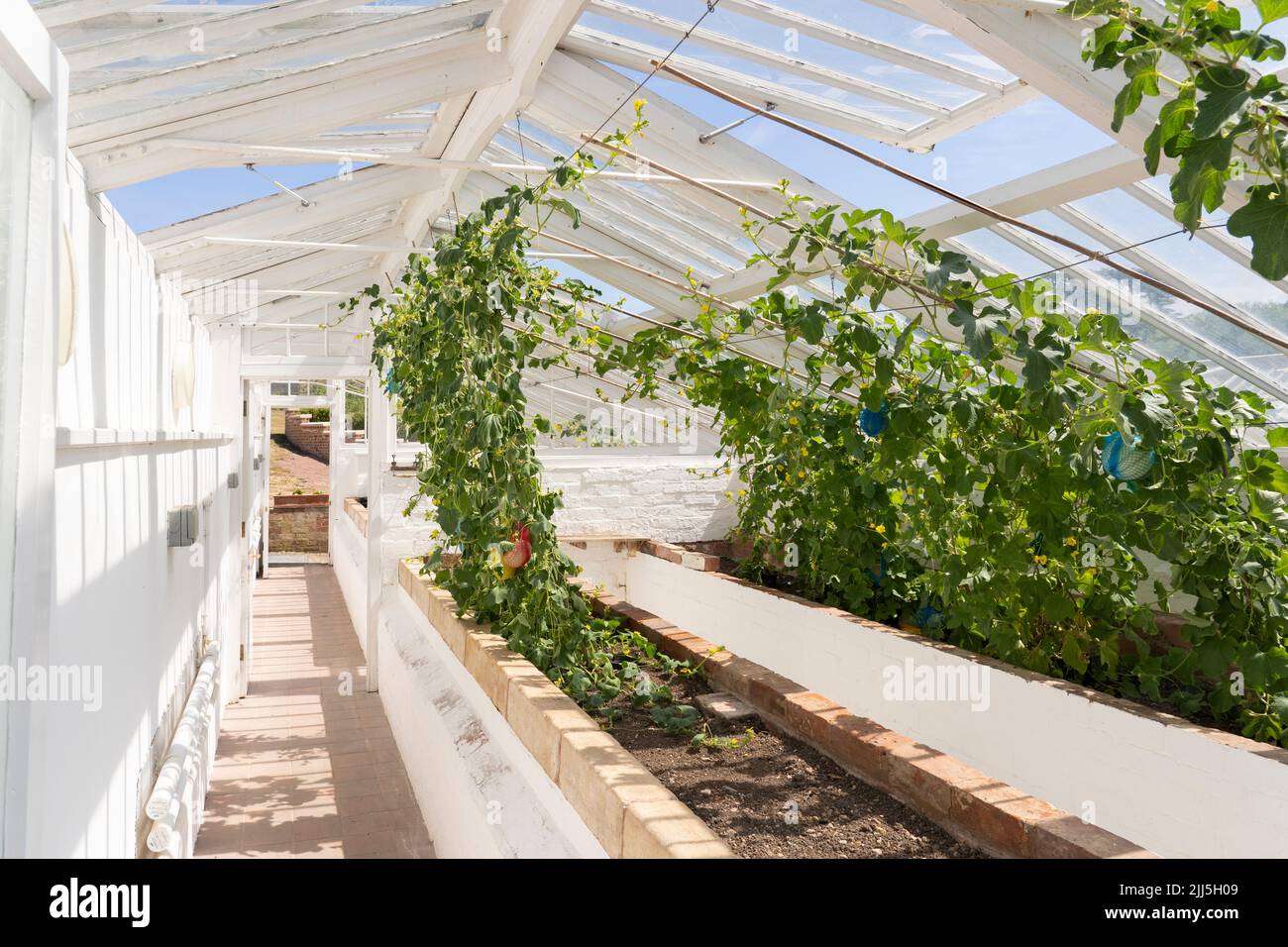 White wooden greenhouse with melons growing in the renovated historic