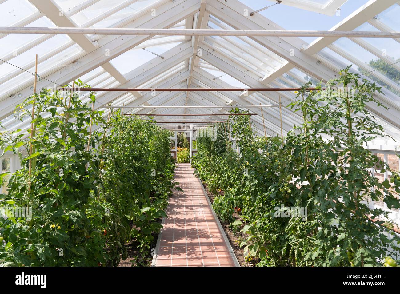 White wooden greenhouse with tomato plants growing in the renovated historic Georgian Walled Gardens of Croome Court, Worcestershire, UK Stock Photo