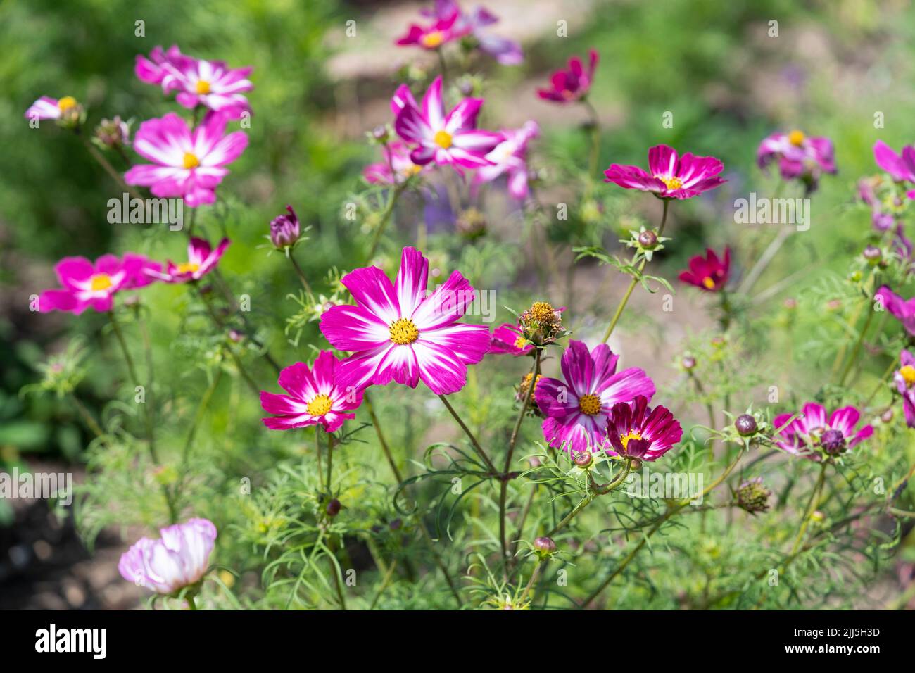 Kings Cosmos Cosimo Red-White (Cosmos bipinnatus) from the family Asteraceae with bi coloured petal pink & white flowers flowering in summer. England Stock Photo