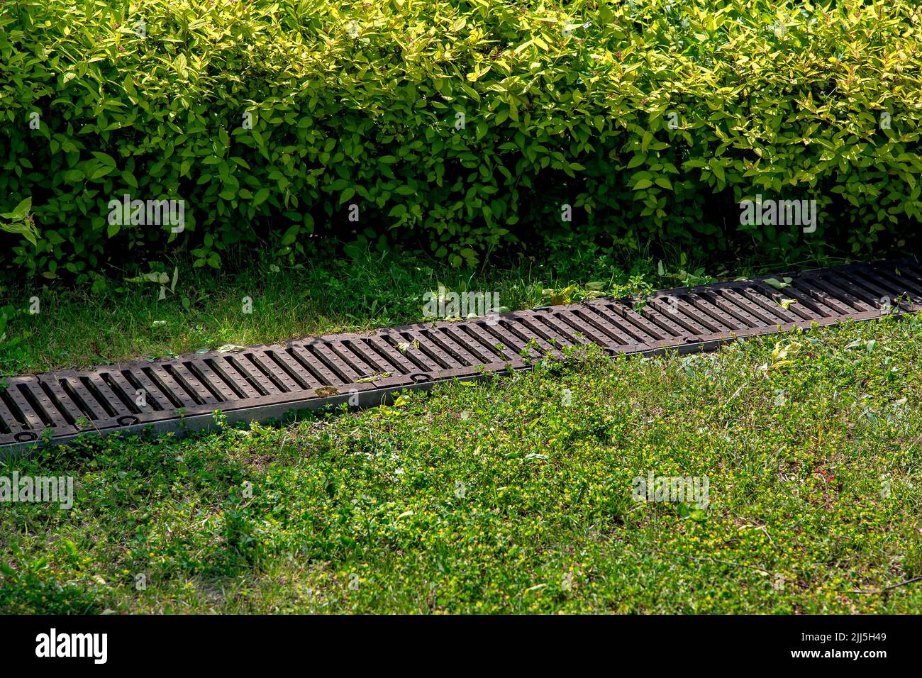 rusty grate drainage system on lawn with green grass and foliage bushes in the backyard garden, rainwater drainage lattice in the park among the decid Stock Photo