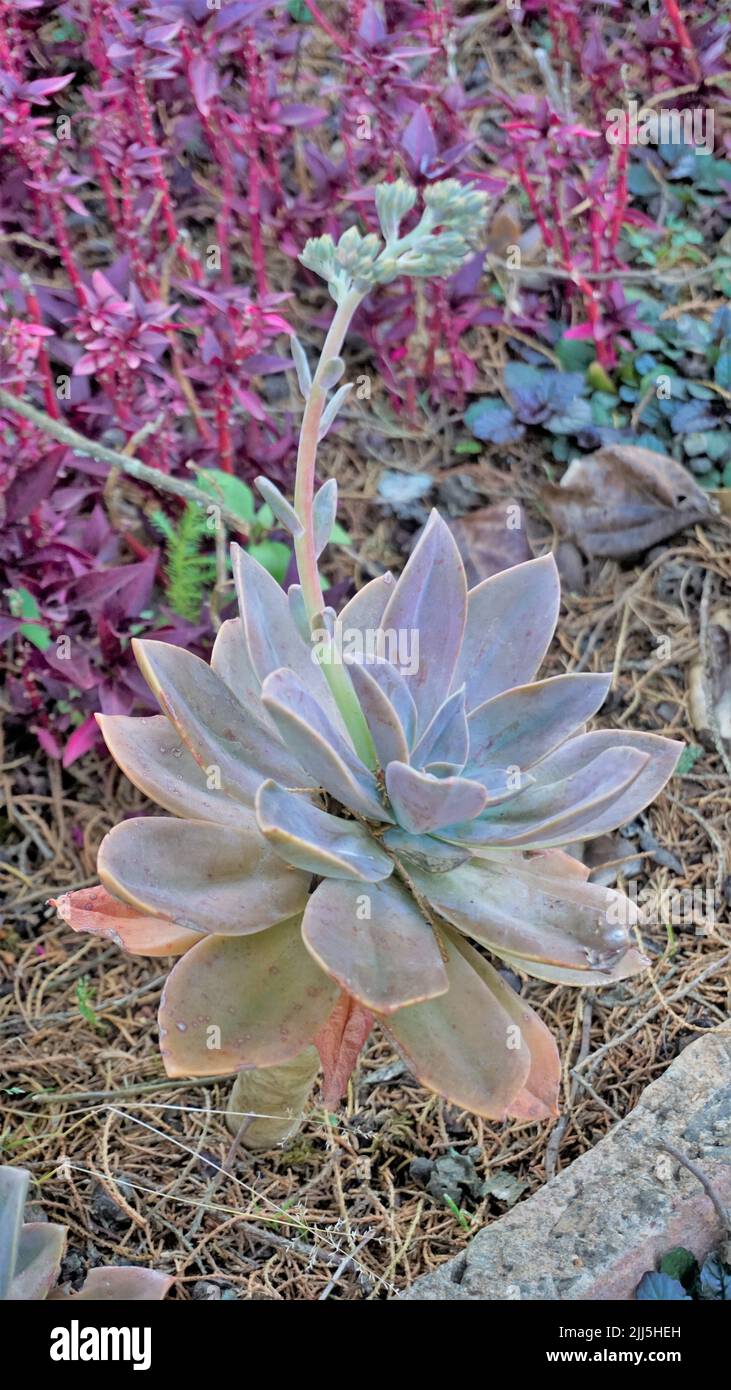 Closeup of beautiful decorative ornamental houseplant Graptopetalum superbum. Home garden plant Stock Photo