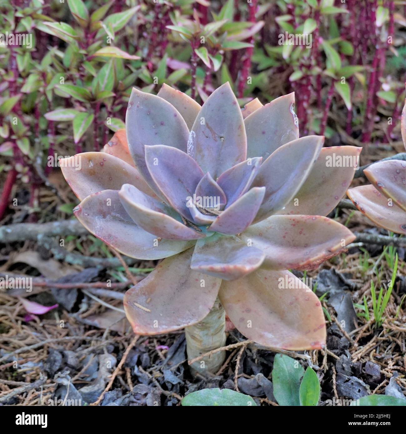 Closeup of beautiful decorative ornamental houseplant Graptopetalum superbum. Home garden plant Stock Photo