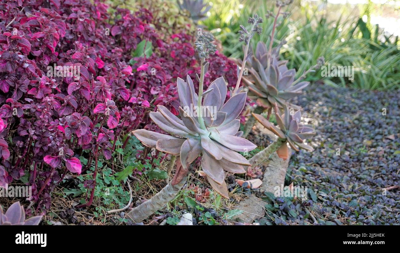 Closeup of beautiful decorative ornamental houseplant Graptopetalum superbum. Home garden plant Stock Photo