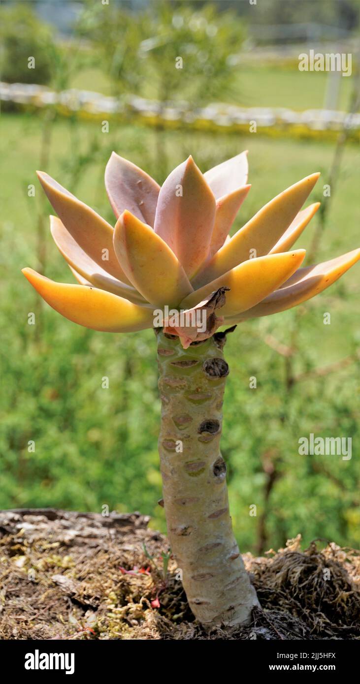 Closeup of beautiful decorative ornamental houseplant Graptopetalum superbum. Home garden plant Stock Photo
