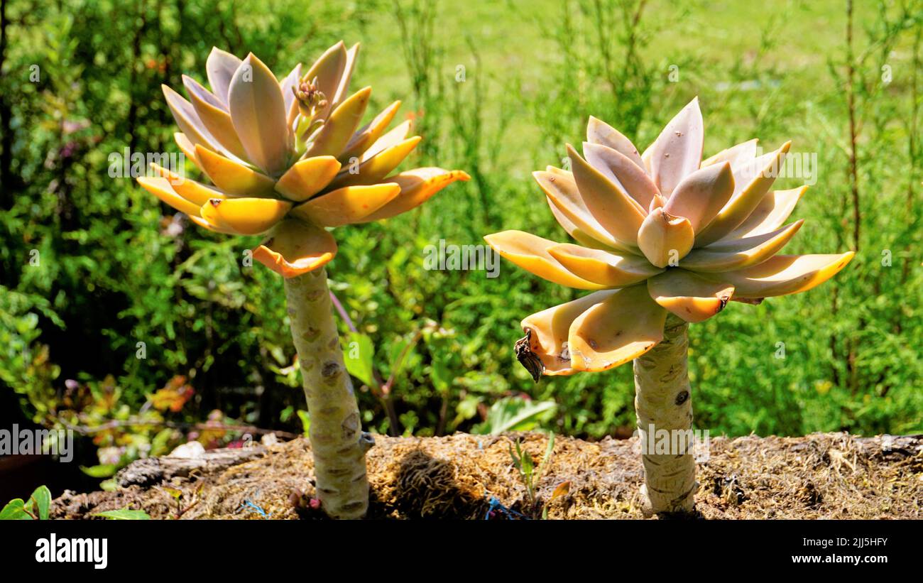 Closeup of beautiful decorative ornamental houseplant Graptopetalum superbum. Home garden plant Stock Photo