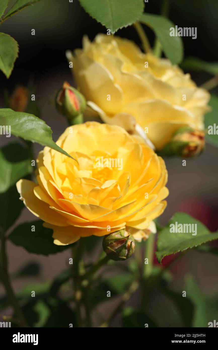 Yellow rose flowers in a garden Stock Photo