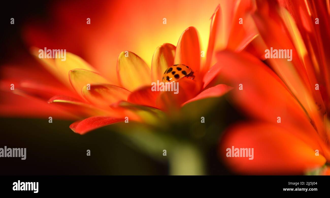 Closeup of Orange Gerbera Daisy with spotted Asian lady bug beetle (Harmonia axyridis). Stock Photo