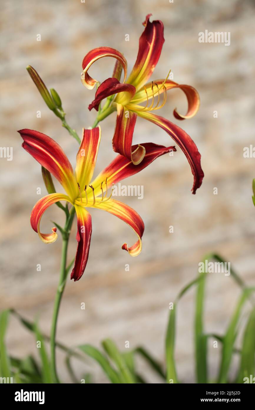 Daylily flowers in a garden Stock Photo