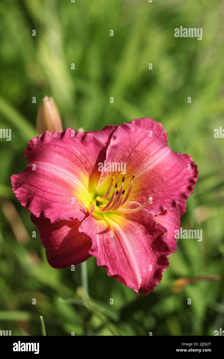 Daylily flower in a garden Stock Photo