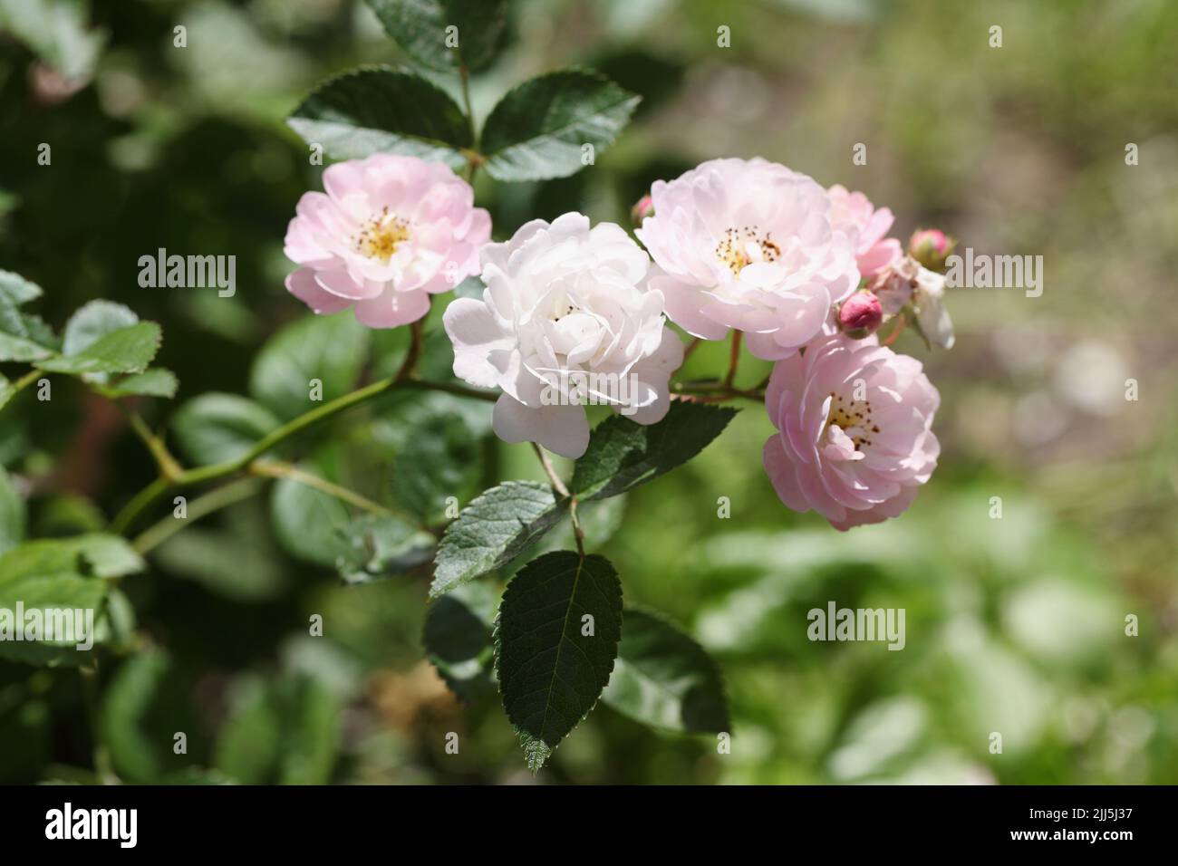 Pink rose flowers in a garden Stock Photo