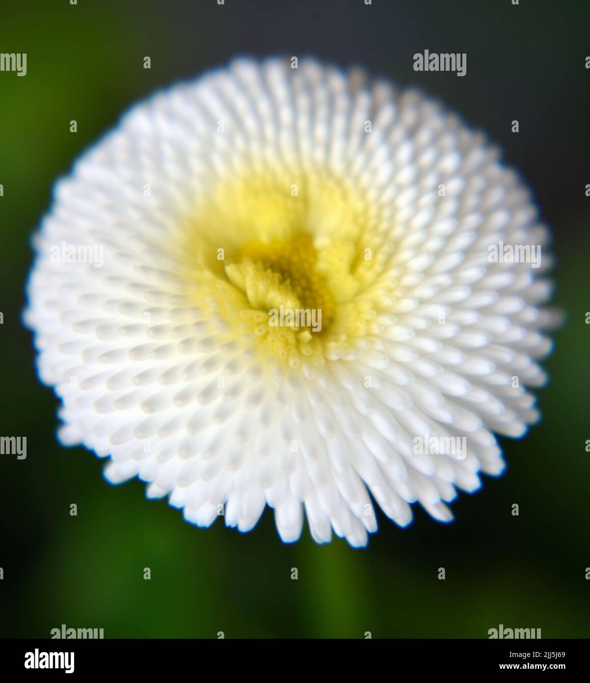 Closeup of a white  English daisy (Bellis perennis) flower with yellow center. Stock Photo