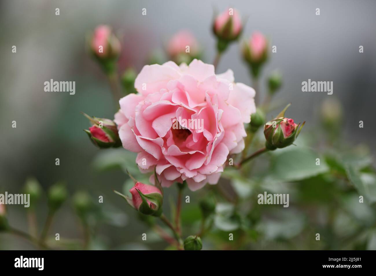 Rose flowers in a garden Stock Photo