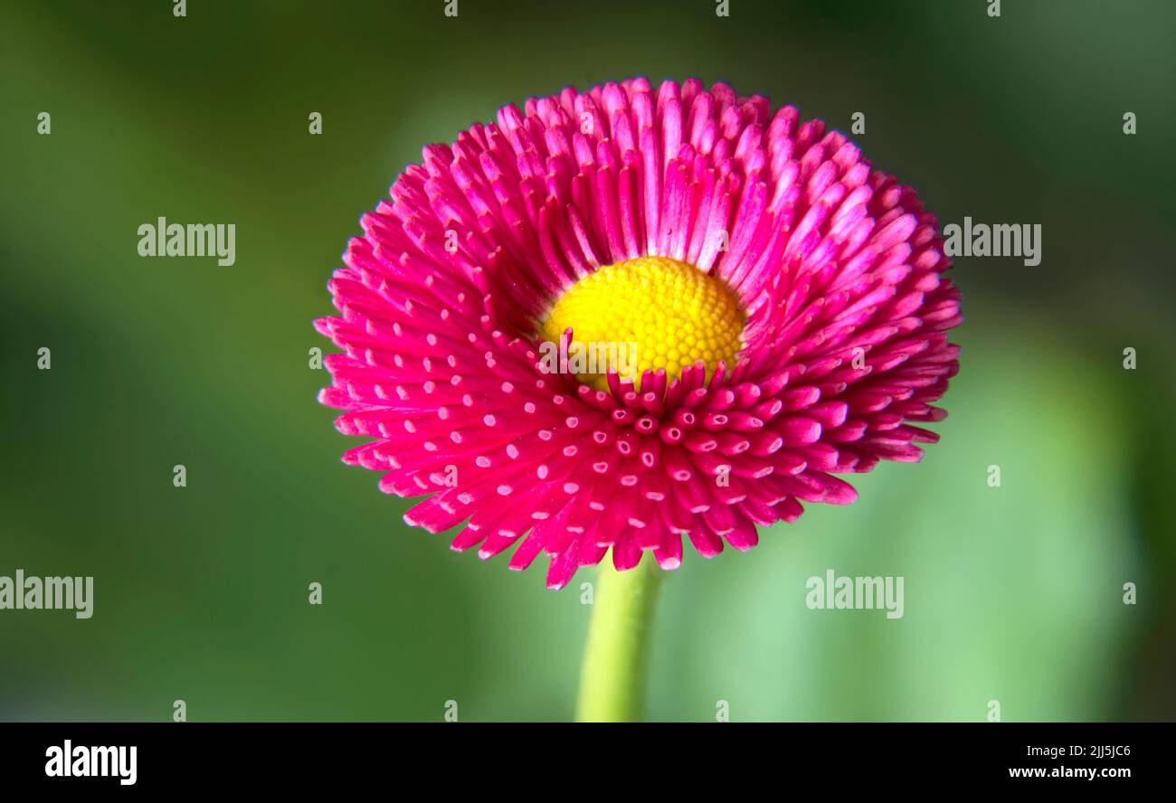 Closeup of a pink  English daisy (Bellis perennis) flower. Stock Photo