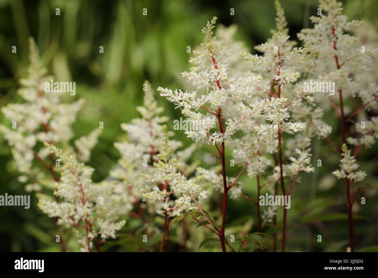 Astilbe flowers in a garden Stock Photo