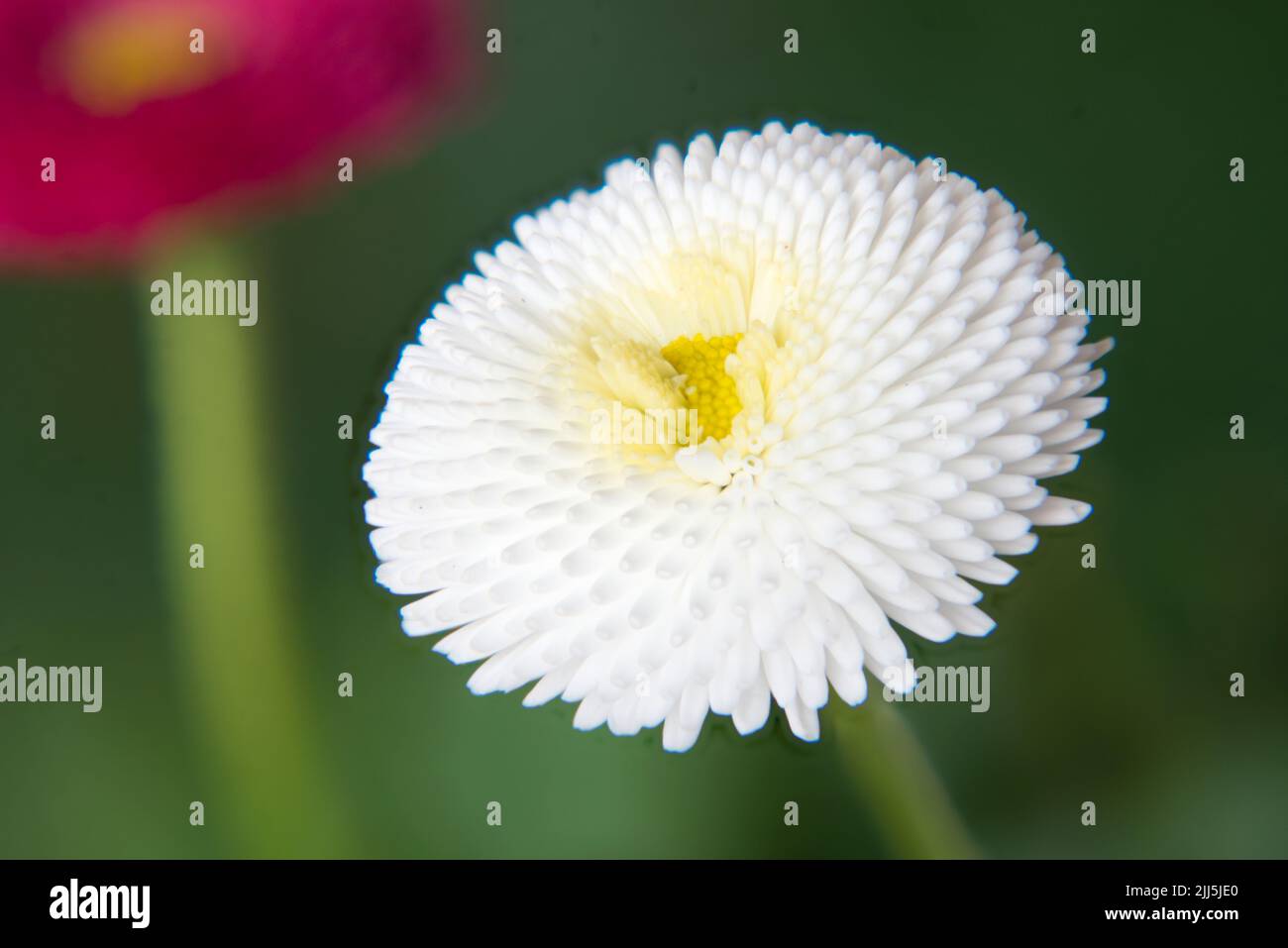 Closeup of a white  English daisy (Bellis perennis) flower with yellow center. Stock Photo
