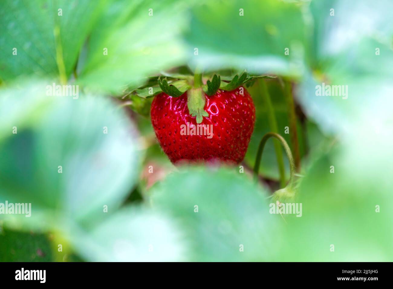 Strawberry fruits leaves plants hi-res stock photography and images - Alamy
