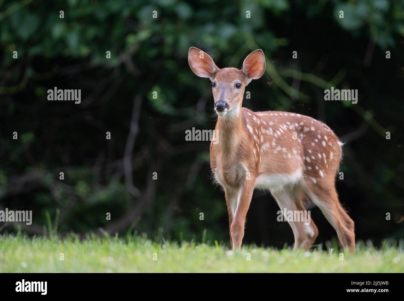 Whitetailed deer fawn with spots in an open meadow on a summer morning