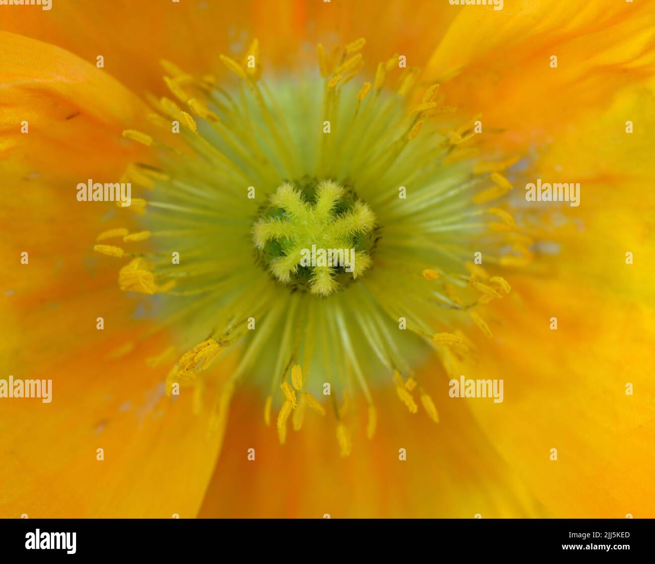 Closeup of an orange and yellow poppy flower (Papaver) showing detail of stamens, anthers, and seedpod. Stock Photo