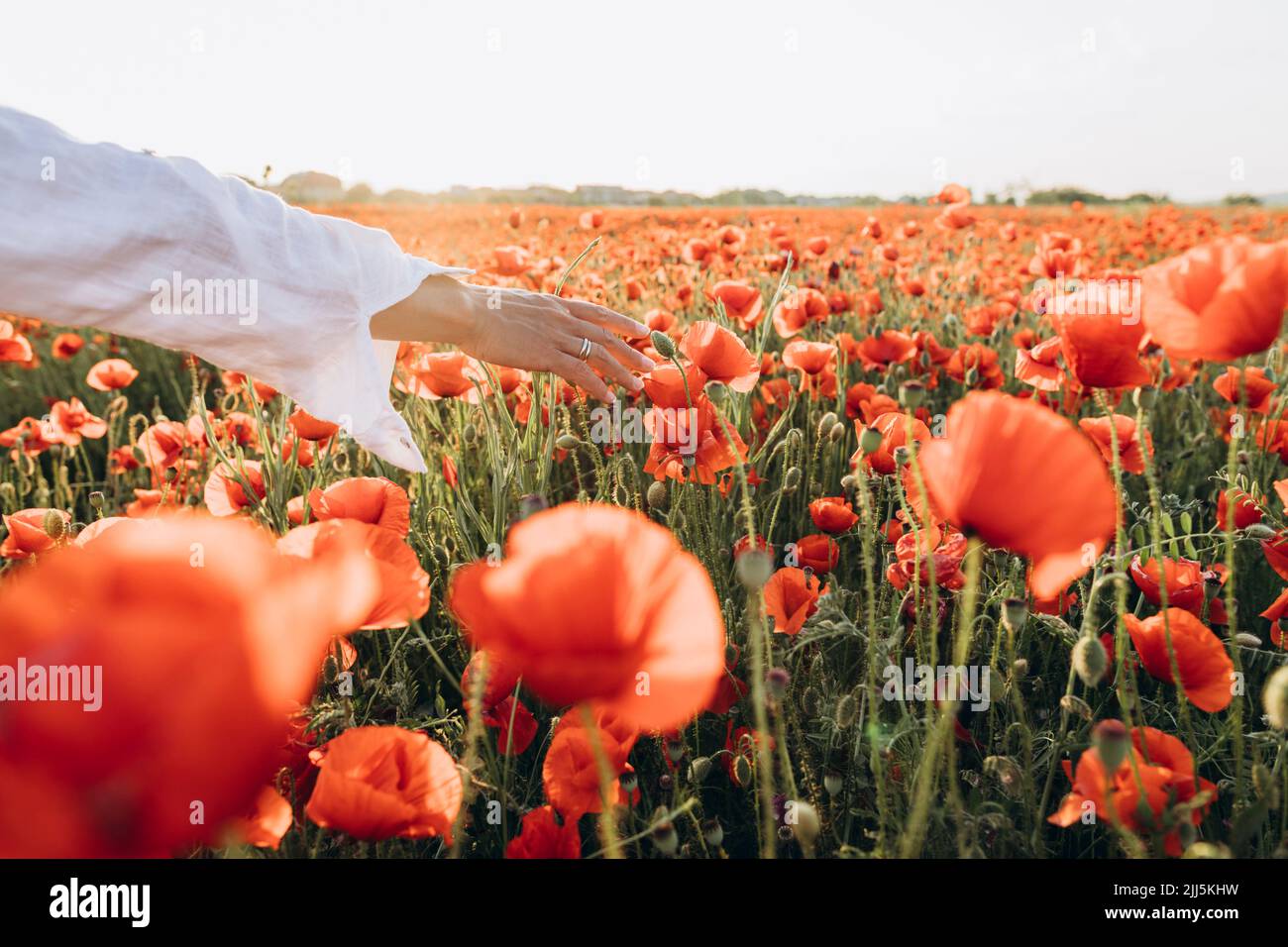 Hand of woman touching red flower in poppy field Stock Photo