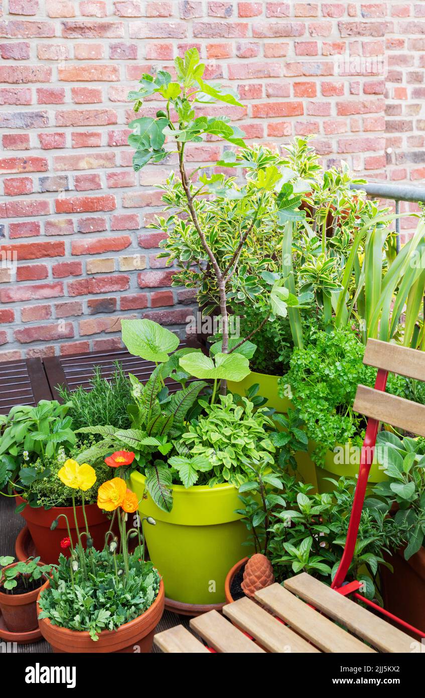 Flower and vegetable plants on balcony Stock Photo