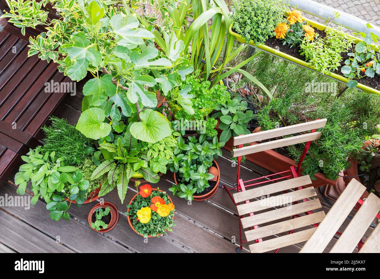 Vegetable and flower plants on balcony Stock Photo