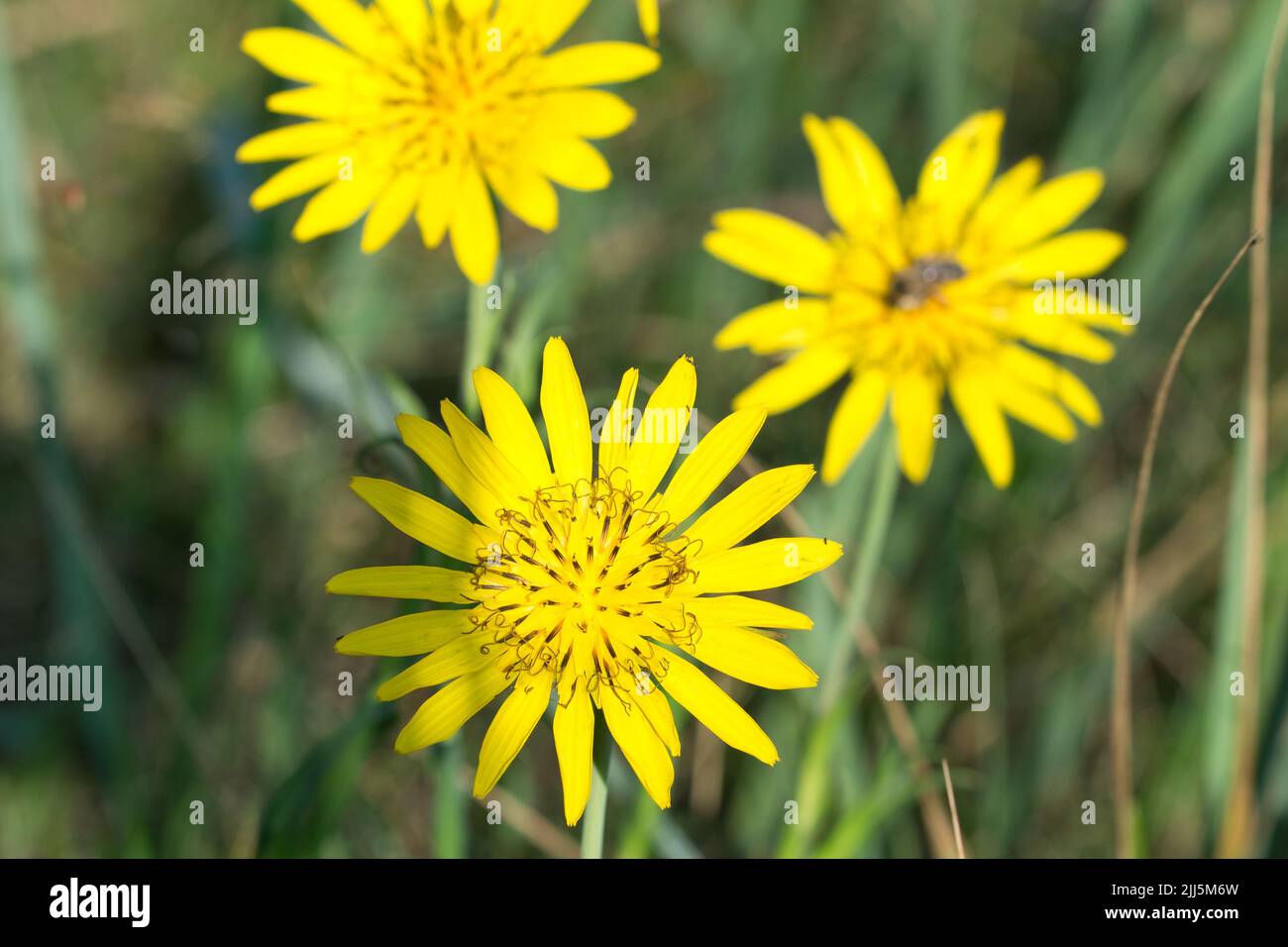 Tragopogon pratensis,  meadow salsify yellow flower in meadow closeup selective focus Stock Photo