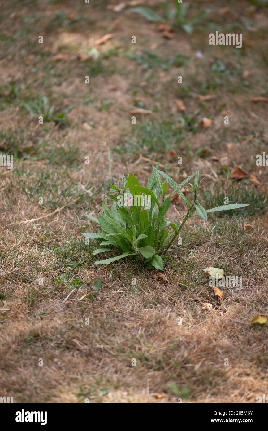 Weeds growing in a drought stricken lawn in the 40C Summer of 2022 Stock Photo