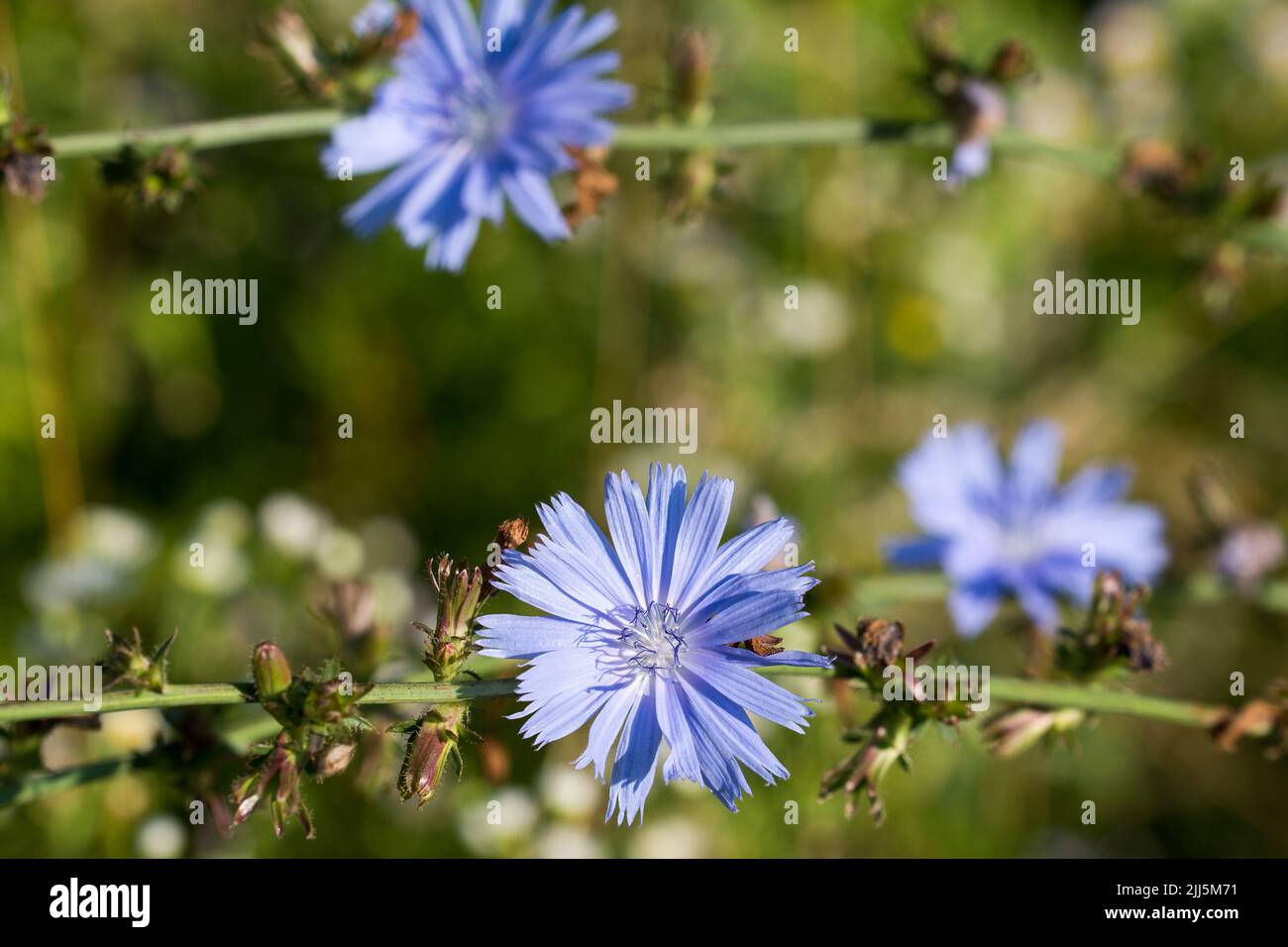 Common chicory blue flowers in meadow closeup selective focus Stock Photo