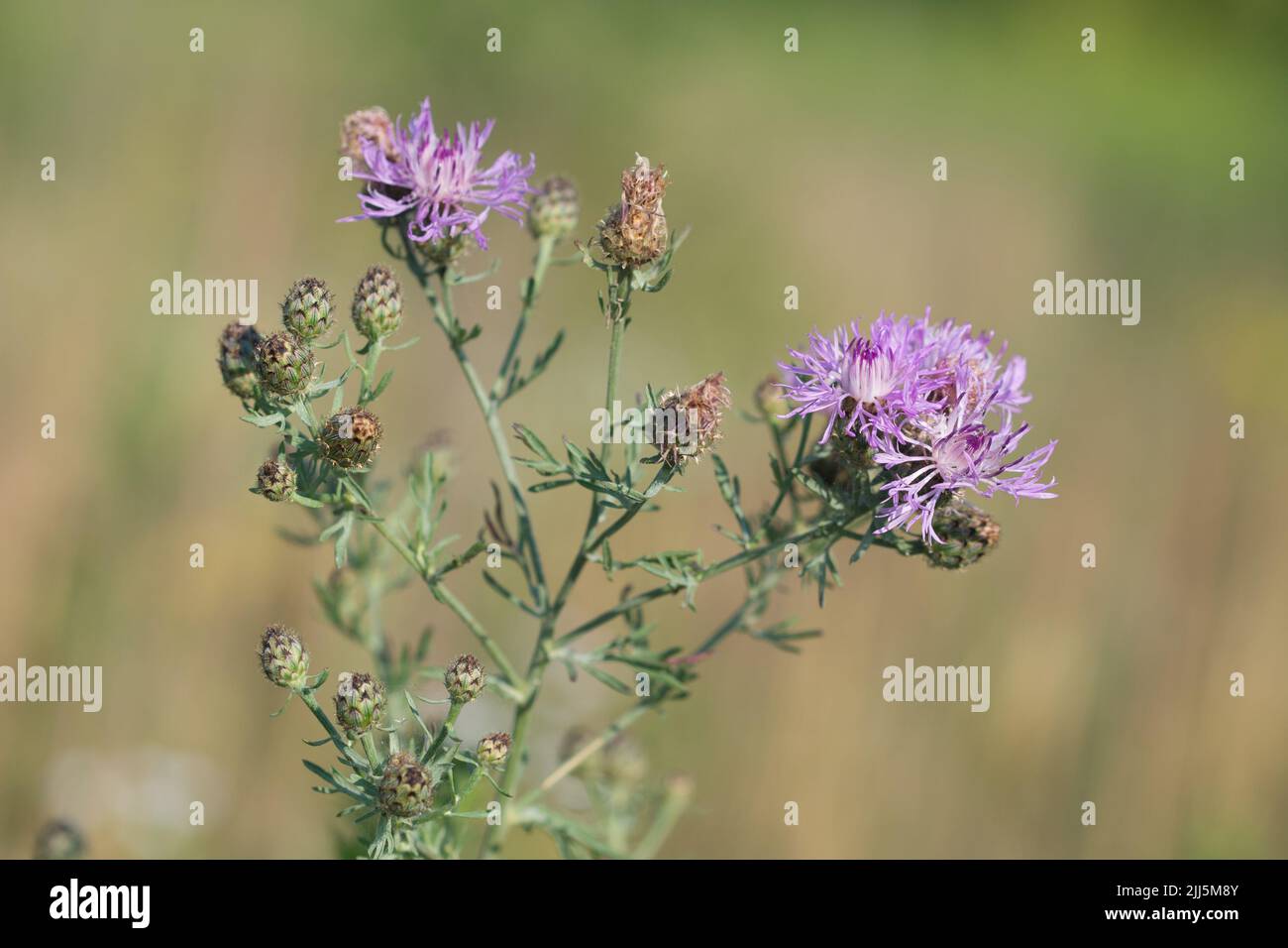 Centaurea jacea, brown knapweed, brownray knapweed summers flowers closeup selective focus Stock Photo