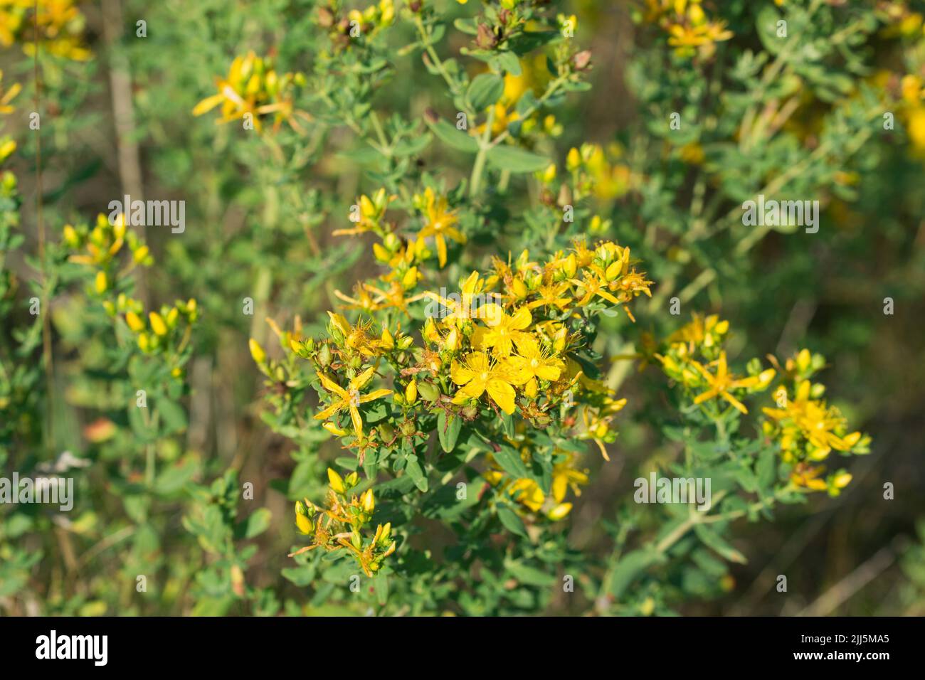 Hypericum perforatum,  St. John's wort summer yellow flowers closeup selective focus Stock Photo