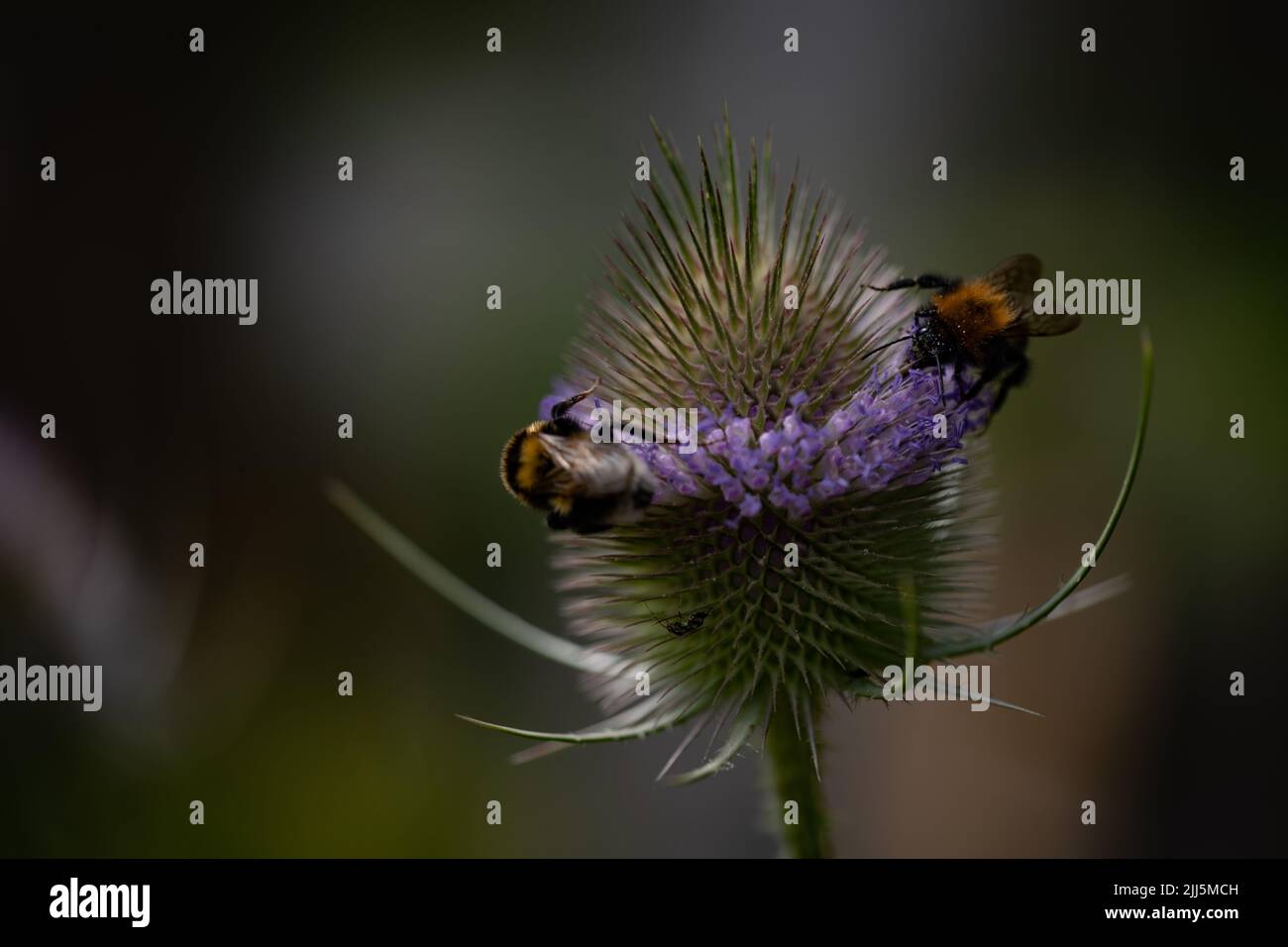 Bumblebees on Teasels (Dipsacus fullonum) Stock Photo