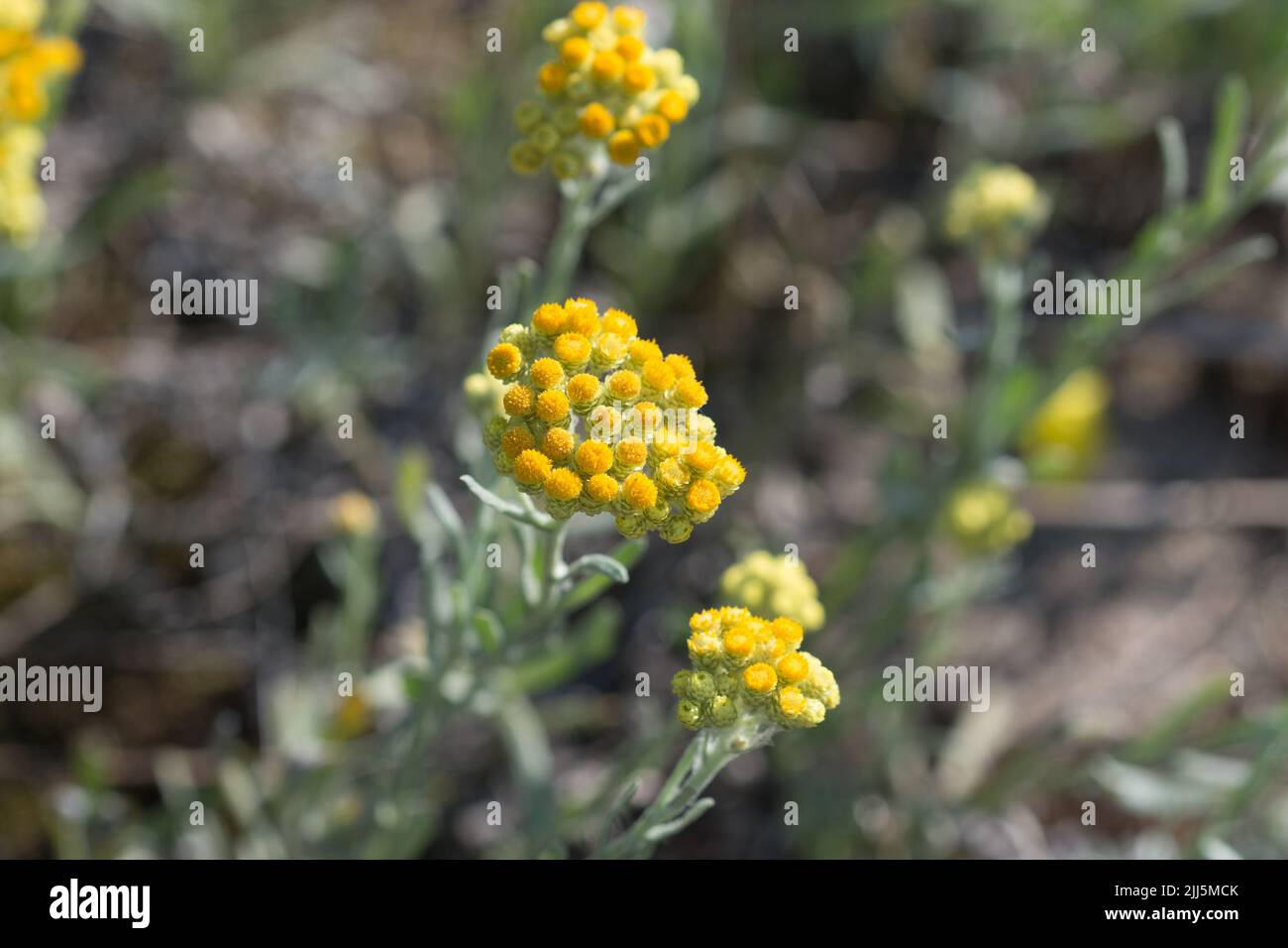 Helichrysum, dwarf everlast yellow flowers closeup selective focus Stock Photo