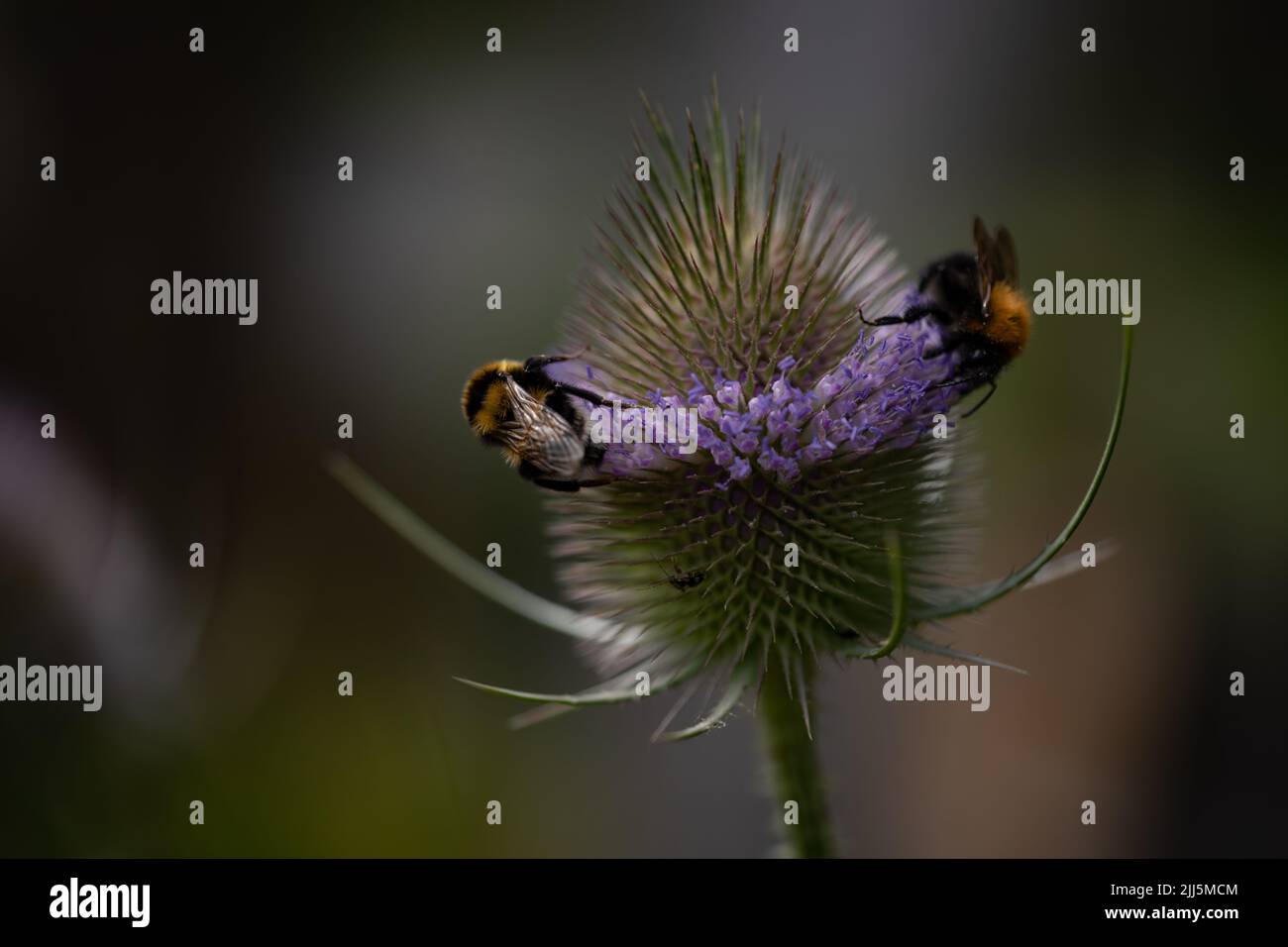 Bumblebees on Teasels (Dipsacus fullonum) Stock Photo