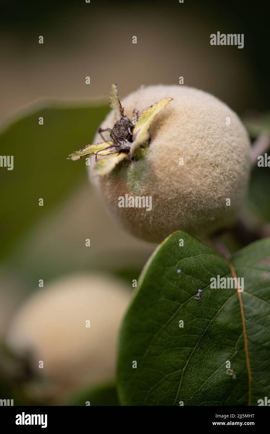 Ripening quinces (Cydonia oblonga) - vranja variety (Vranja' (syn. 'Bereczki') Stock Photo