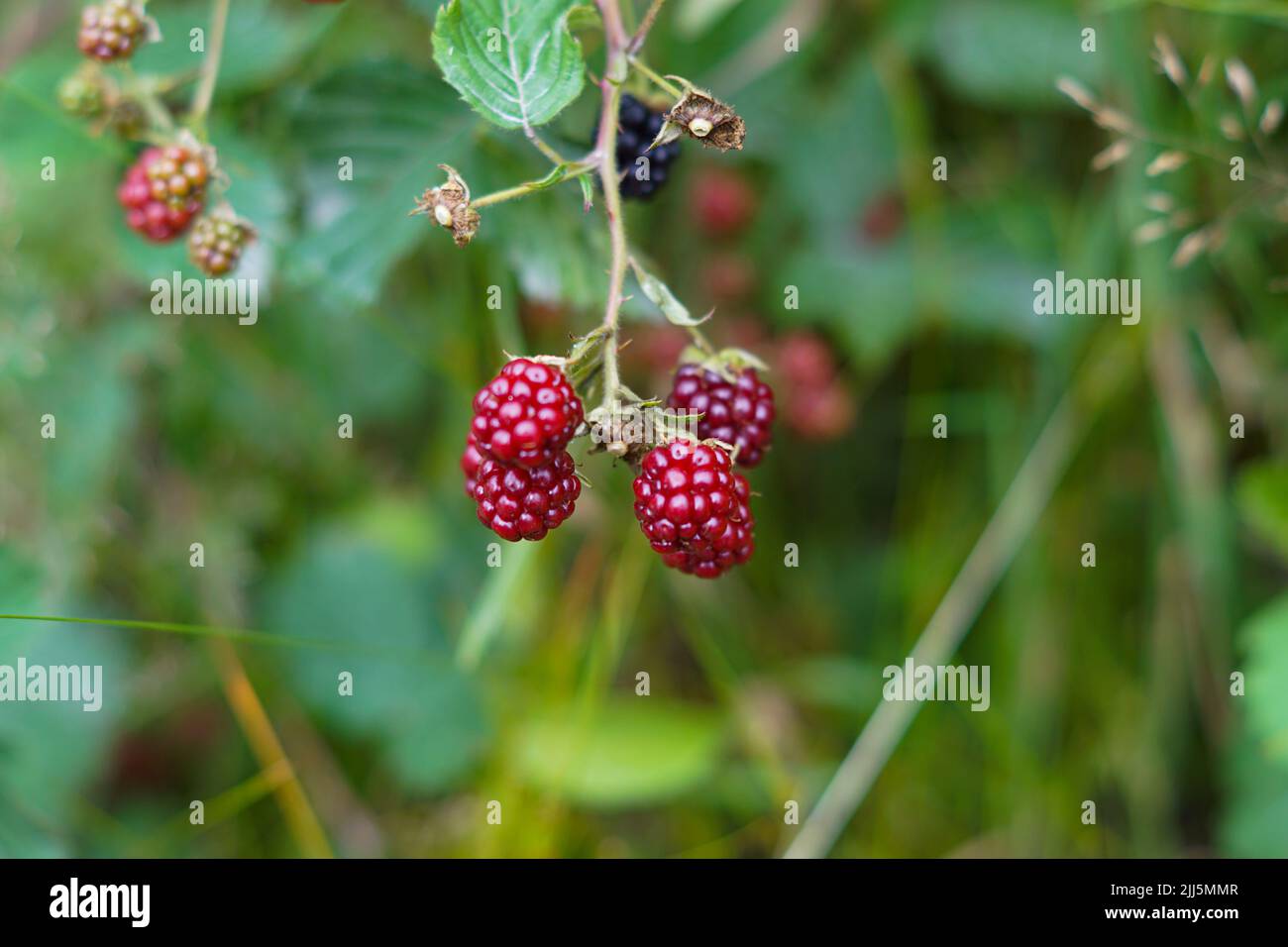 blackberries in the woods Stock Photo