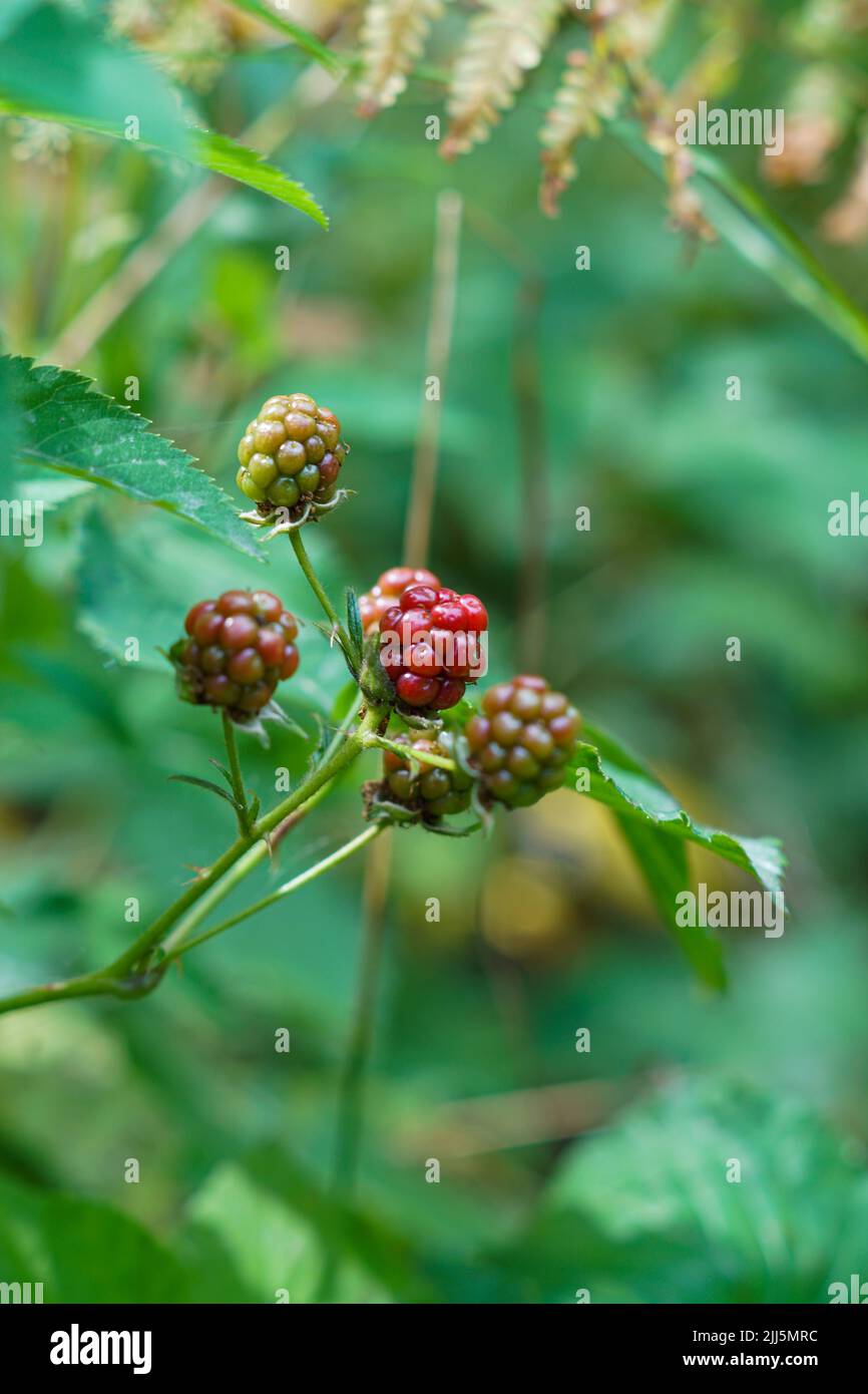 blackberries in the woods Stock Photo
