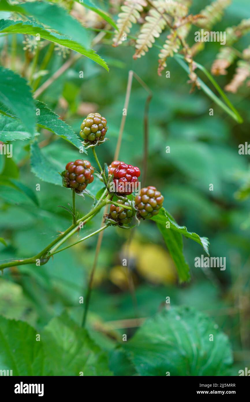 blackberries in the woods Stock Photo