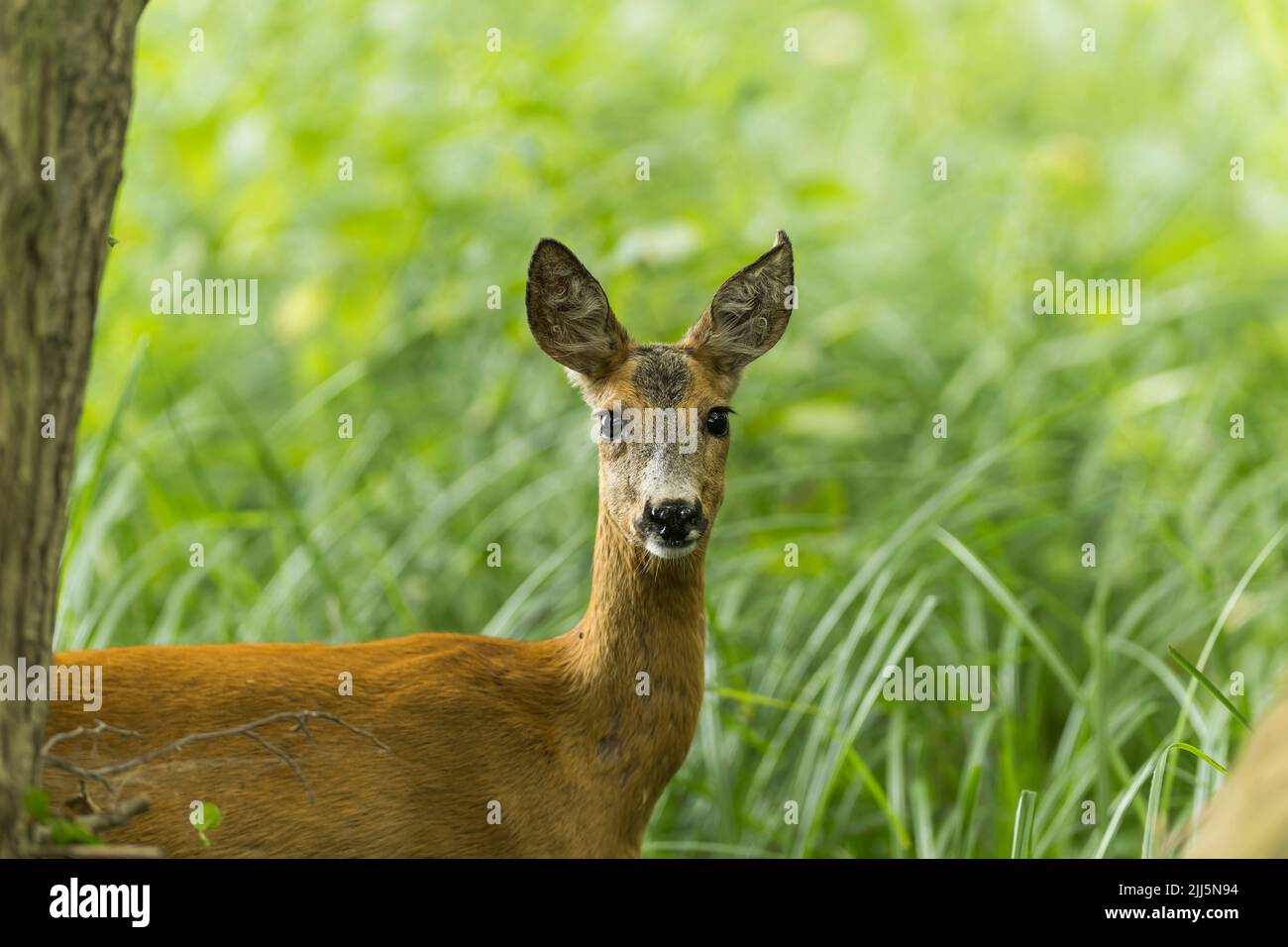 A deer looks attentively from the forest Stock Photo