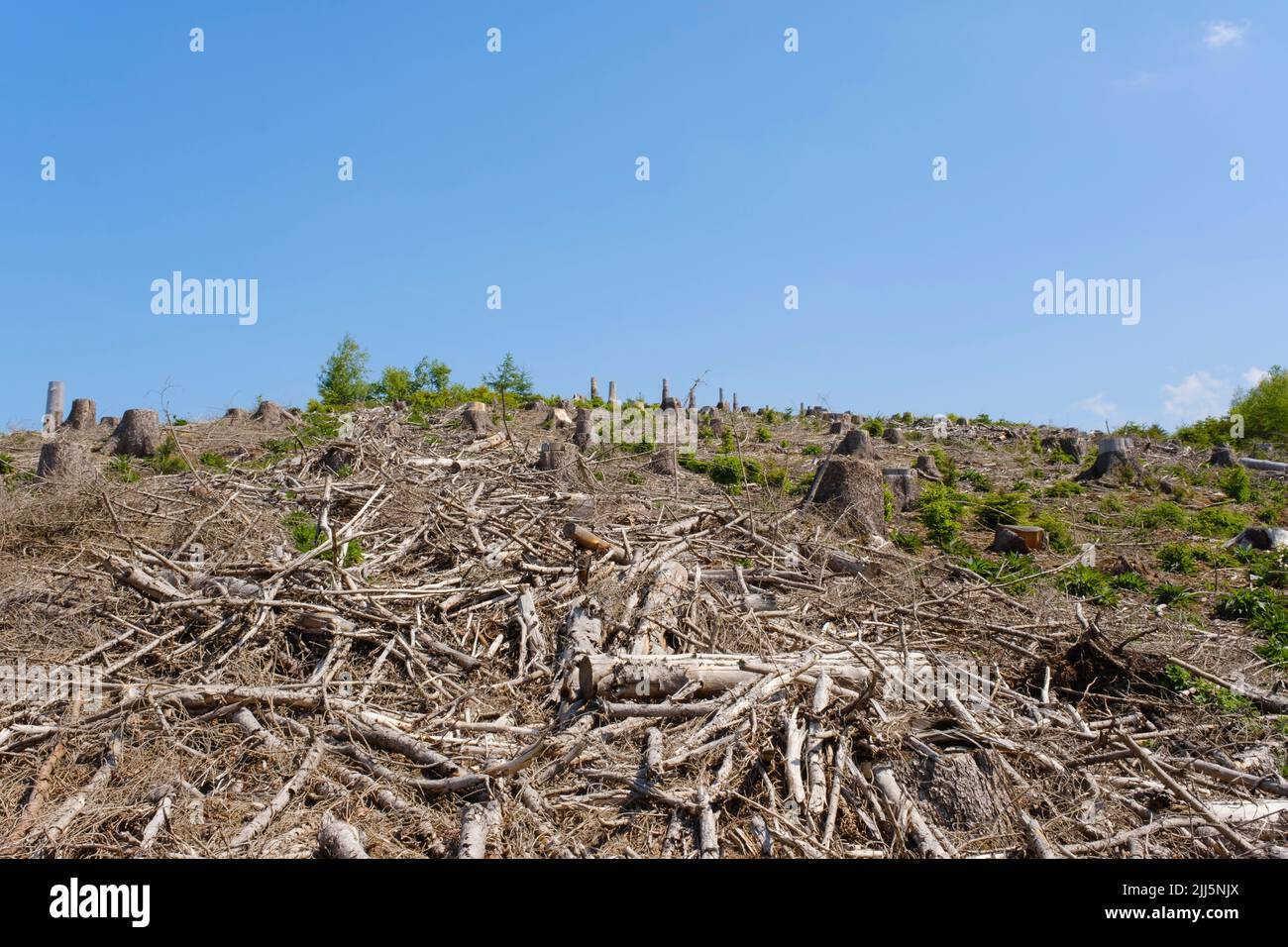 Germany, North Rhine-Westphalia, Deforested landscape in Arnsberg Forest Nature Park Stock Photo