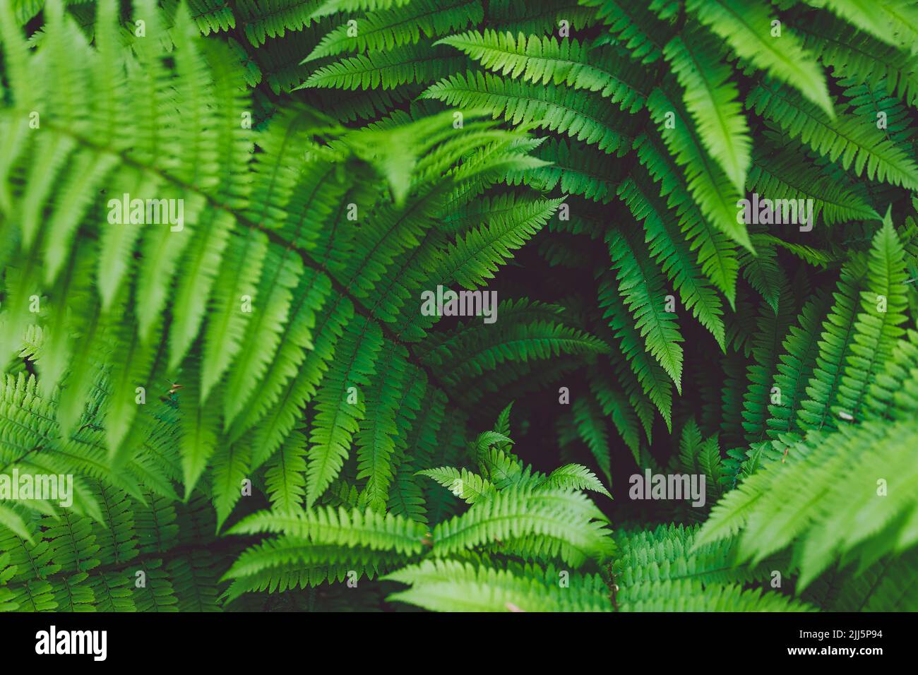 Closeup shot ferns plants hi-res stock photography and images - Alamy