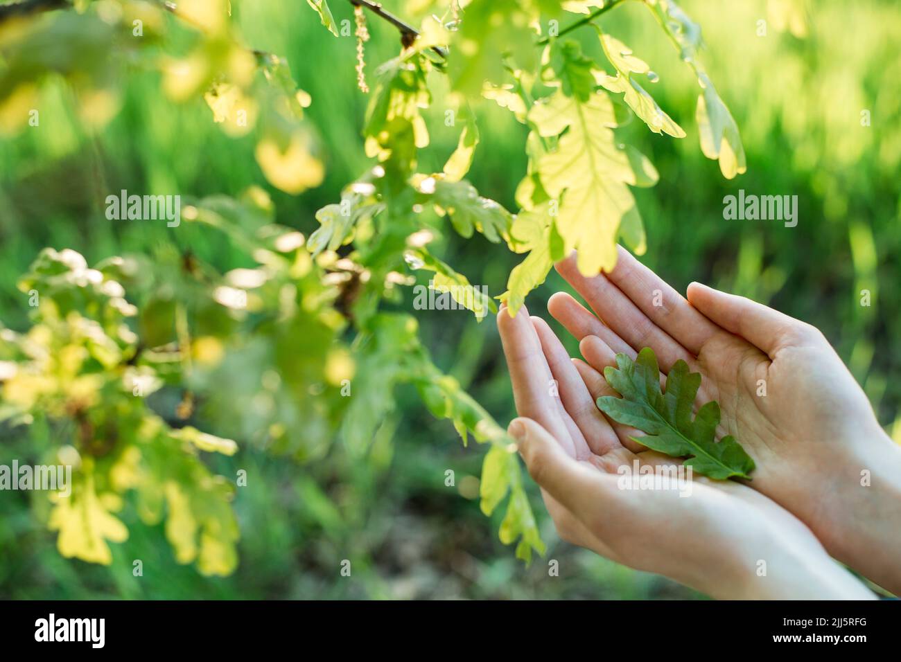 Hands of woman holding oak leaf Stock Photo