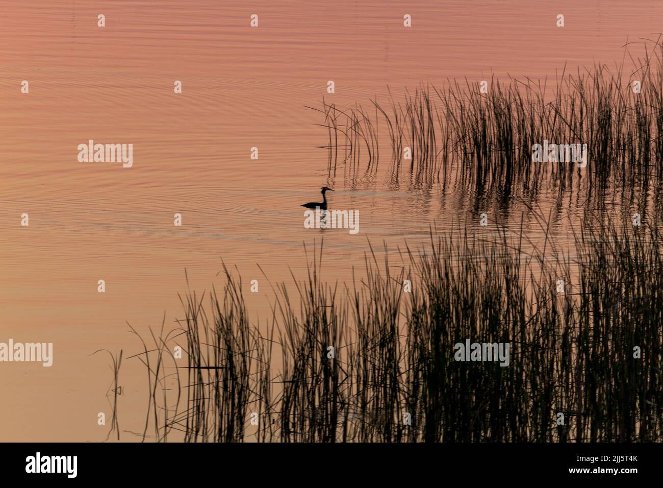 Grebe swimming in lake Mandrensko near the coast city of Burgas in Eastern Bulgaria Stock Photo