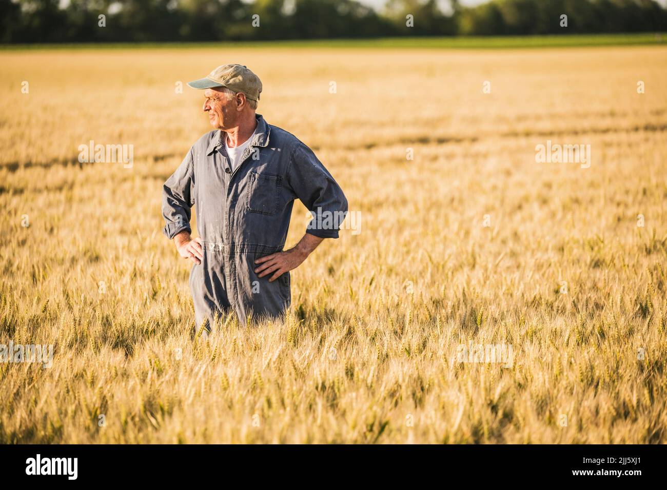 Farmer standing with arms akimbo at wheat field Stock Photo - Alamy
