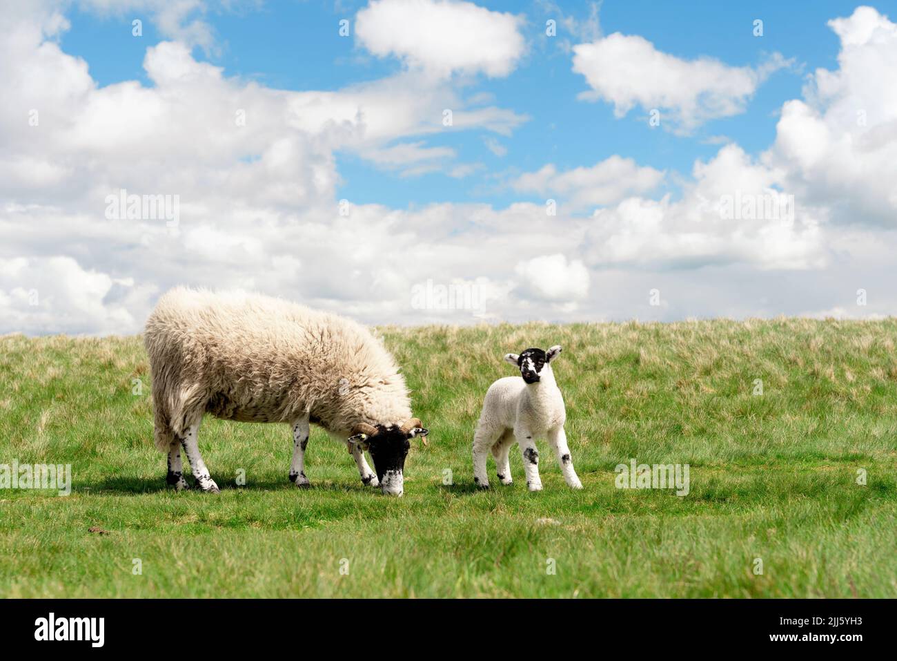 The grazing sheep and lamb on the meadow in Peak District against the ...