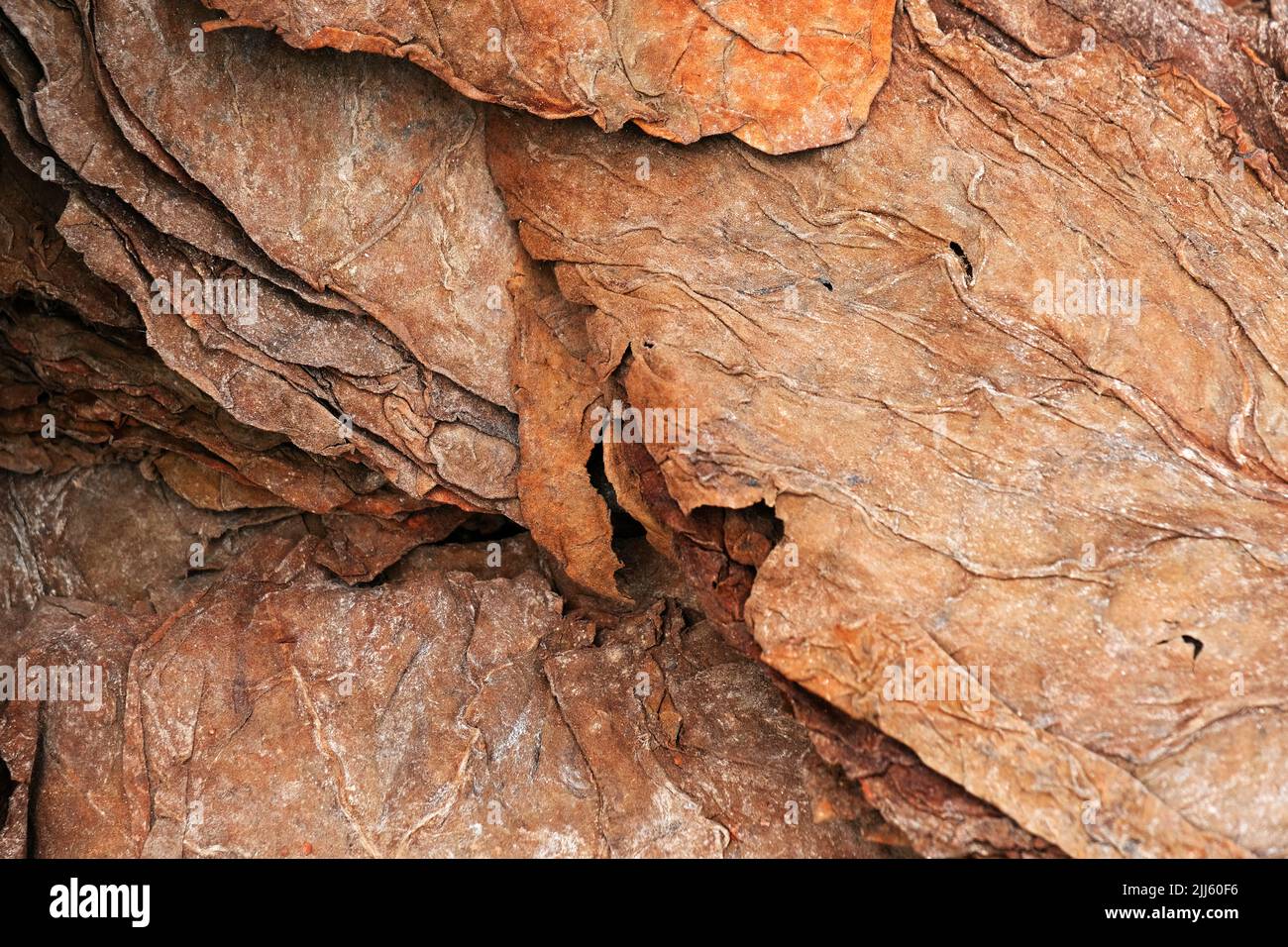 Dried tobacco leaves as background, close-up, High quality tobacco big leaf, secective focus. Stock Photo