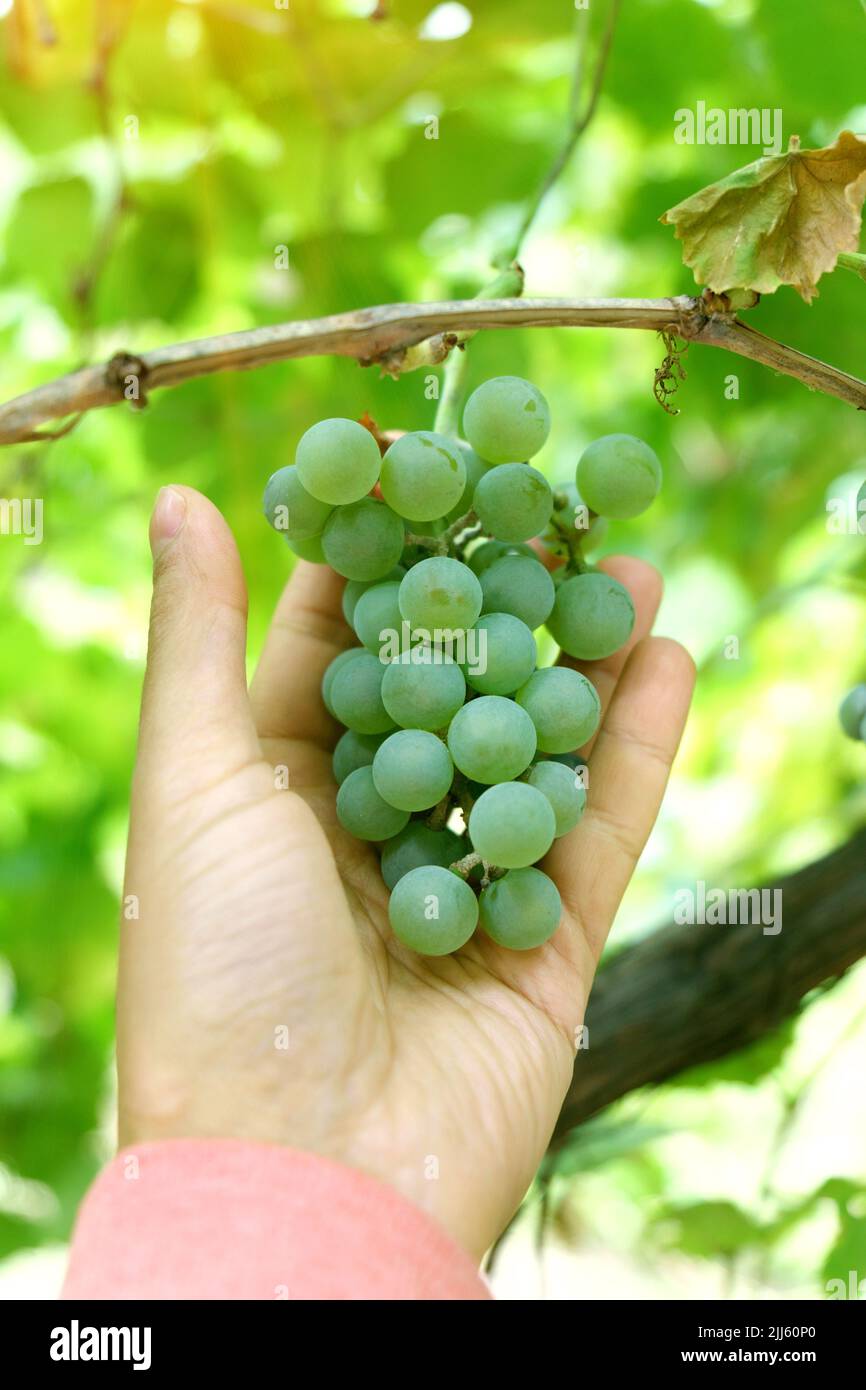 Green grapes in the vineyard, the concept of grape harvest. Selective