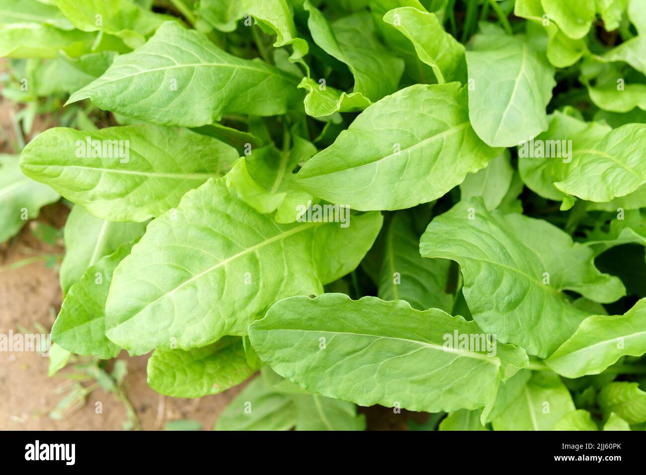 Green leaves of sorrel. Vegetable culture and medicinal plant Rumex