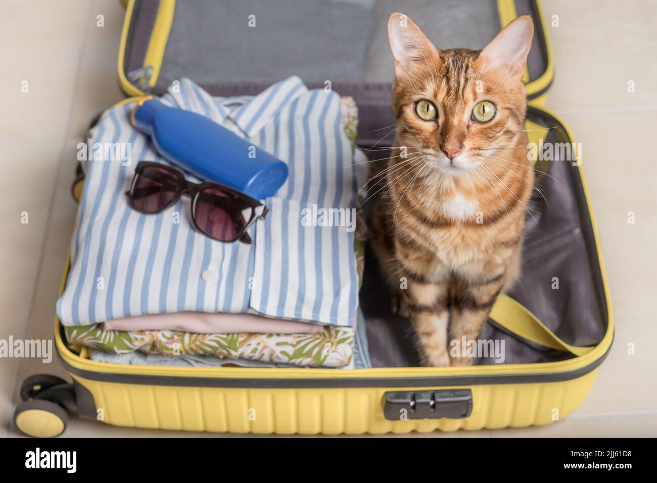 Domestic red cat sits in a suitcase or bag with clothes and waits for a trip. Stock Photo
