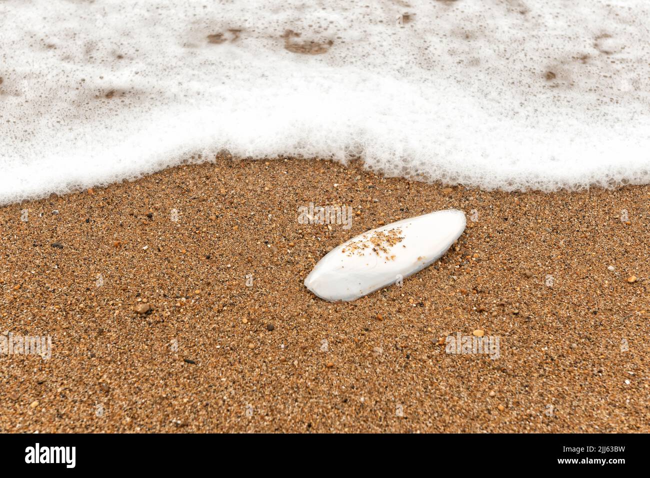 Cuttlefish bone on the shore Stock Photo